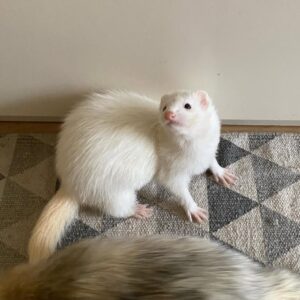 frida female ferret