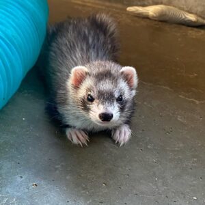 champ male