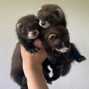 3 male ferret kits