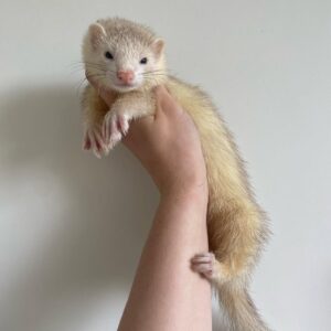 tuliki female ferret